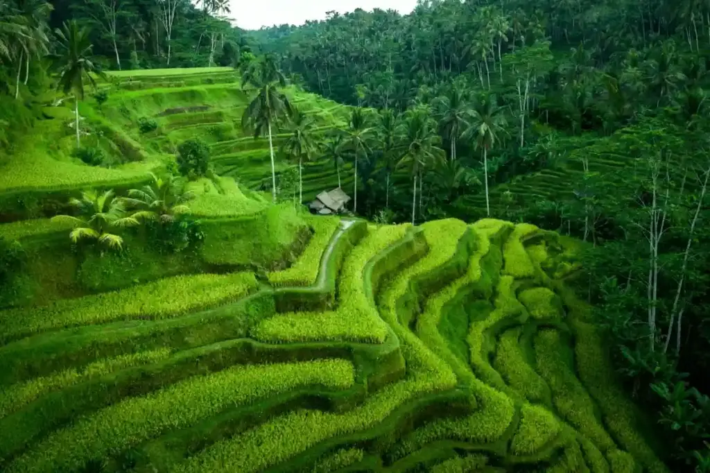 Ubud's rice terraces
