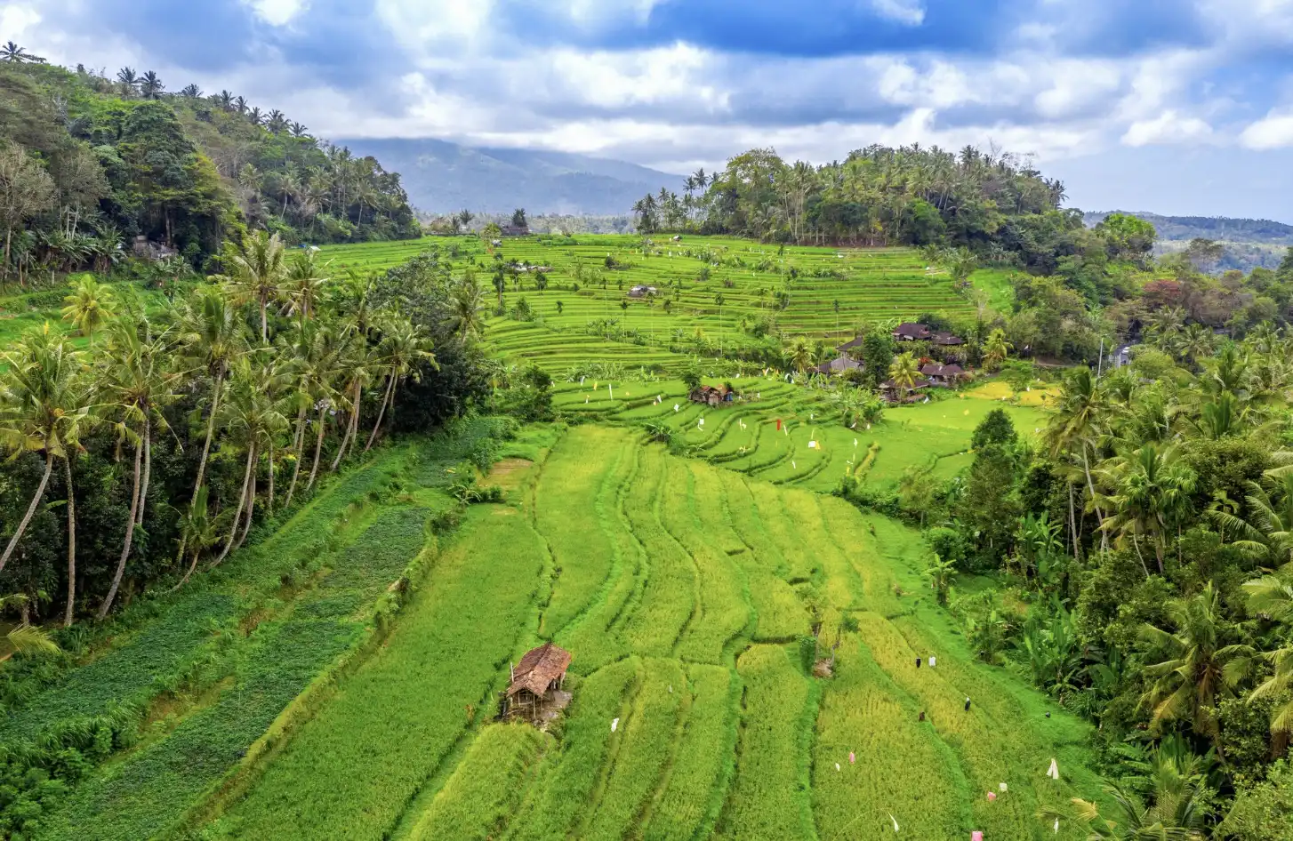 Tropical Bali rice terraces with palm trees and huts under partly cloudy sky