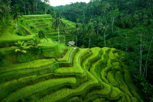 Ubud vs Denpasar