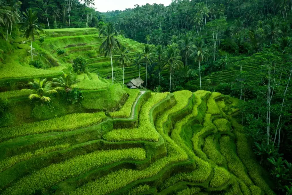 A rice terrace in Ubud