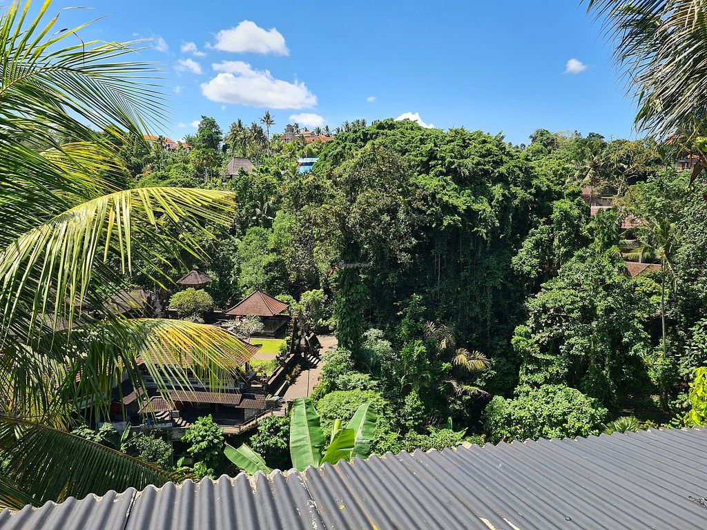 The view of Ubud's jungles from Cantina Rooftop restaurant