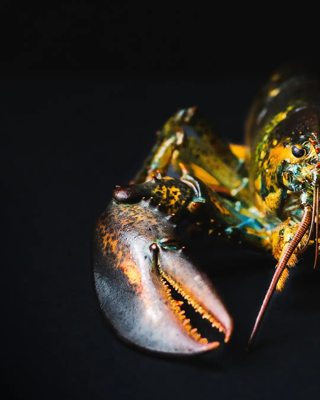 Apéritif Lobster