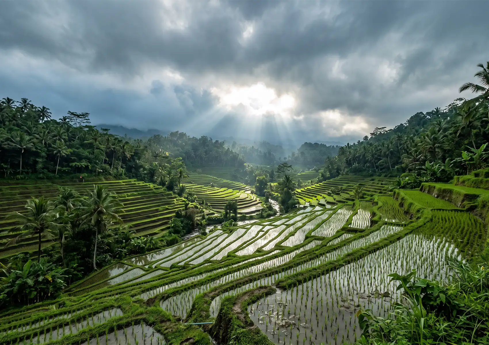 Dramatic sun rays piercing through dark clouds to illuminate expansive, vibrantly green tiered rice terraces in a lush valley, a scenic natural wonder located near venues for fine dining ubud.